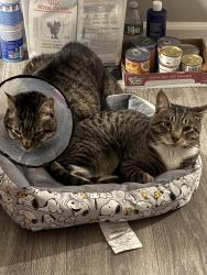 Lost Male Cat last seen Springfield & woodlawn, Newark, NJ 07102