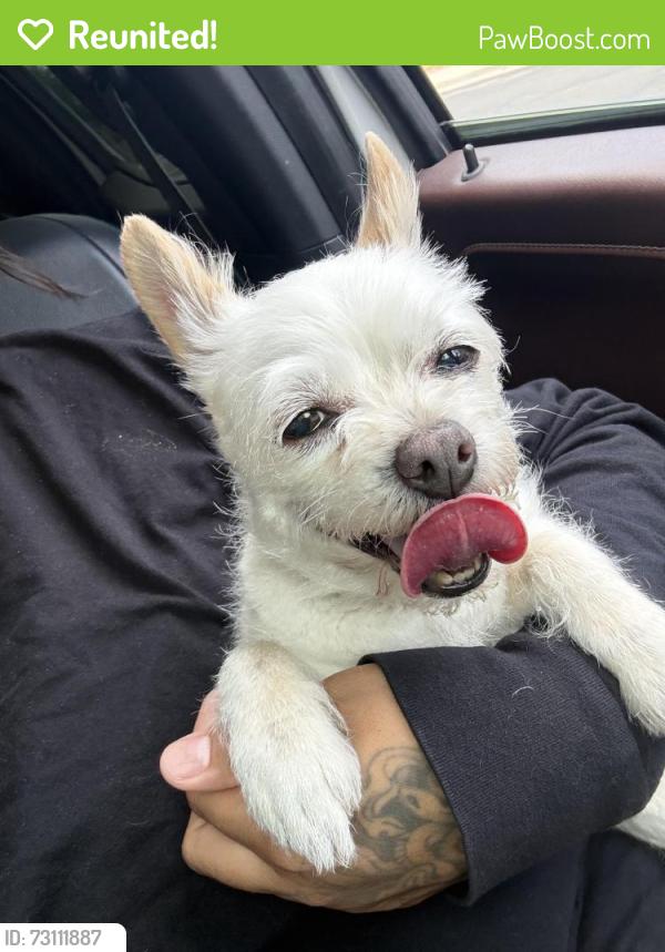 Reunited Female Dog last seen 108th and elm Dr, Thornton, CO 80233