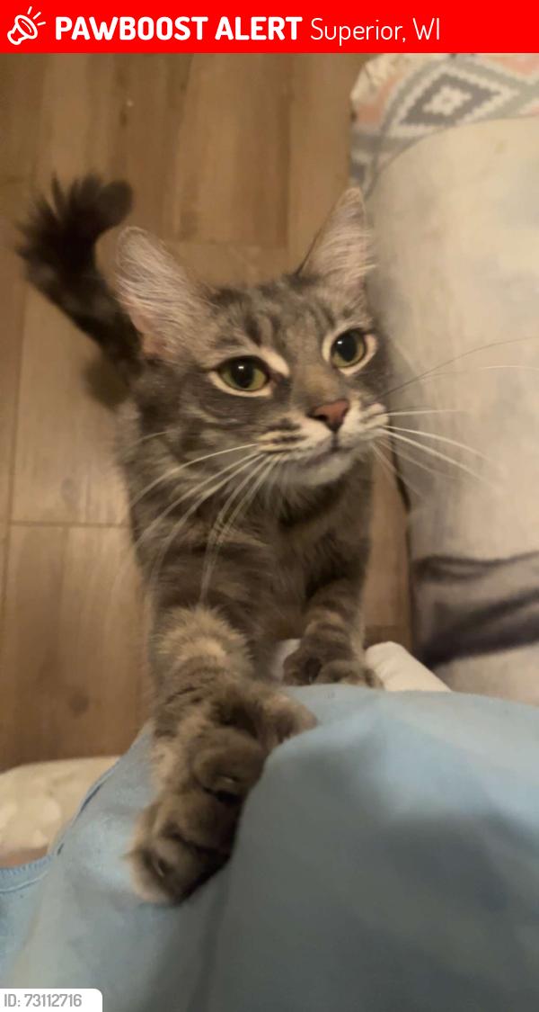 Lost Male Cat last seen Near N 19th St, Superior, WI 54880, USA, Superior, WI 54880