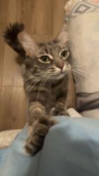 Lost Male Cat last seen Near N 19th St, Superior, WI 54880, USA, Superior, WI 54880