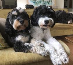 Reunited Male Dog last seen South Hills, Knoxville, TN 37920