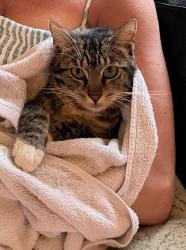 Reunited Female Cat last seen Stratford dr, Encinitas, CA 92024