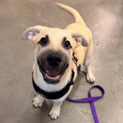 Shelter Stray Male Dog last seen , 3607 N Armenia Ave, Tampa, FL 33607, USA