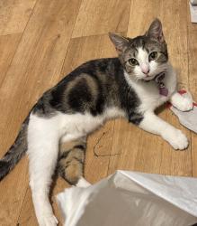 Lost Female Cat last seen Abbey est thetford, Norfolk, England IP24 1DF