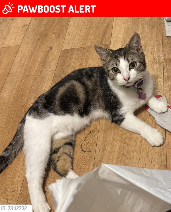 Lost Female Cat last seen Abbey est thetford, Norfolk, England IP24 1DF