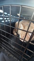 Reunited Female Cat last seen Near marion rd and avion dr, Sanger, TX 76266
