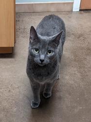 Reunited Female Cat last seen Wilmer Ave and Chamberlayne, Richmond, VA 23227