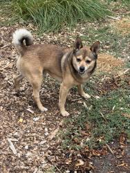 Reunited Male Dog last seen 35th and South Ave S, Tacoma, WA 98418