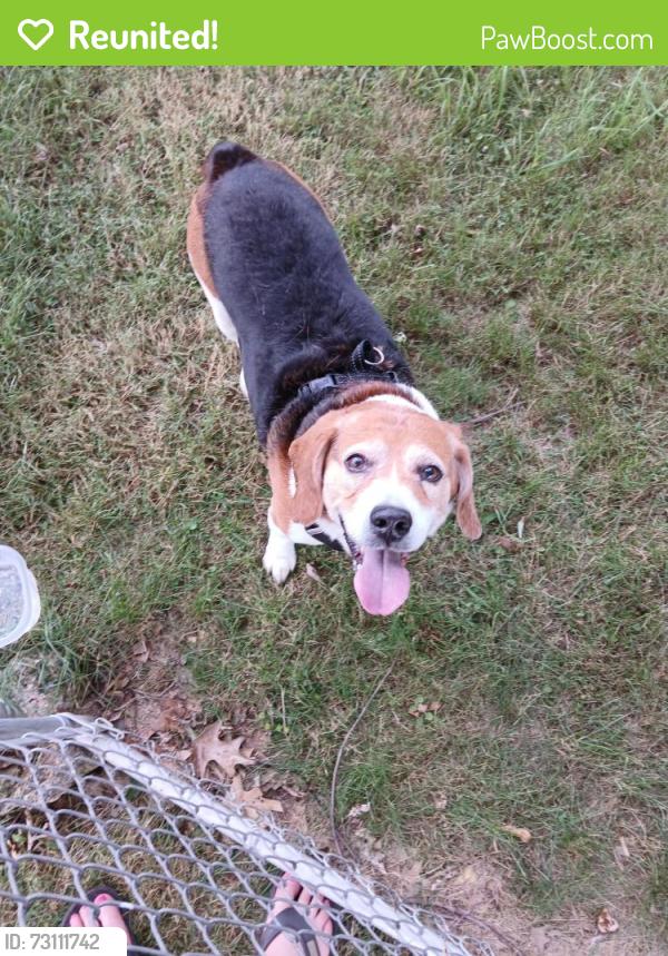 Reunited Male Dog last seen Near Mountain View Street, Uniontown, Pa, Uniontown, PA 15401