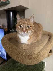 Lost Female Cat last seen Swain and West, Stockton, CA 95210