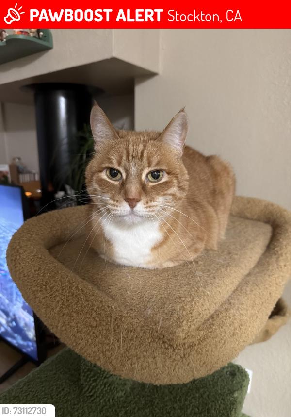 Lost Female Cat last seen Swain and West, Stockton, CA 95210