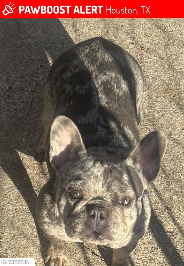 Lost Female Dog last seen Barkley and Arizona, Houston, TX 77017