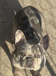 Lost Female Dog last seen Barkley and Arizona, Houston, TX 77017