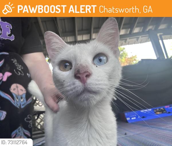 Found/Stray Female Cat last seen Twinlakes rd Chatsworth ga, Chatsworth, GA 30705