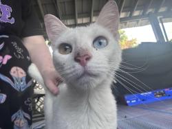 Found/Stray Female Cat last seen Twinlakes rd Chatsworth ga, Chatsworth, GA 30705
