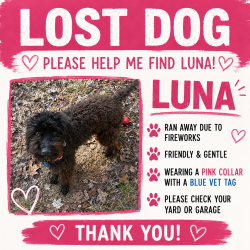 Lost Female Dog last seen State st, Jackson, MS 39206