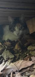 Reunited Female Cat last seen Lockard Park, Mountville, PA 17554