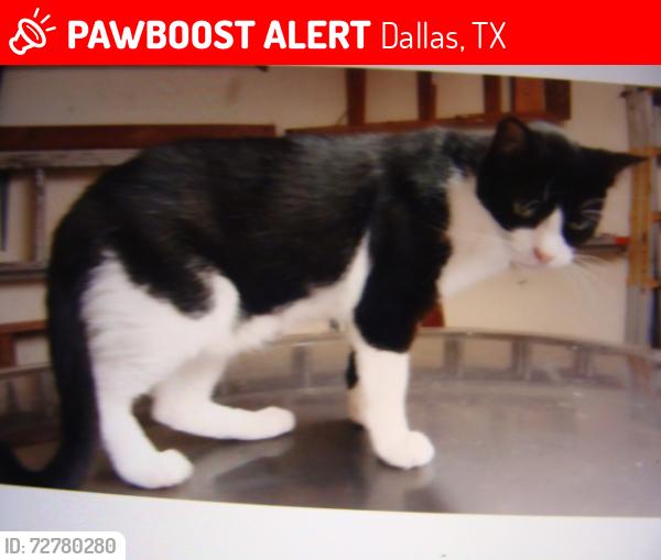 Lost Male Cat last seen Frankford road, Dallas, TX 75252