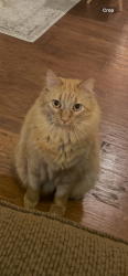 Lost Male Cat last seen Antler Ridge Dr & Antler Ridge Ct, Auburn, AL 36832