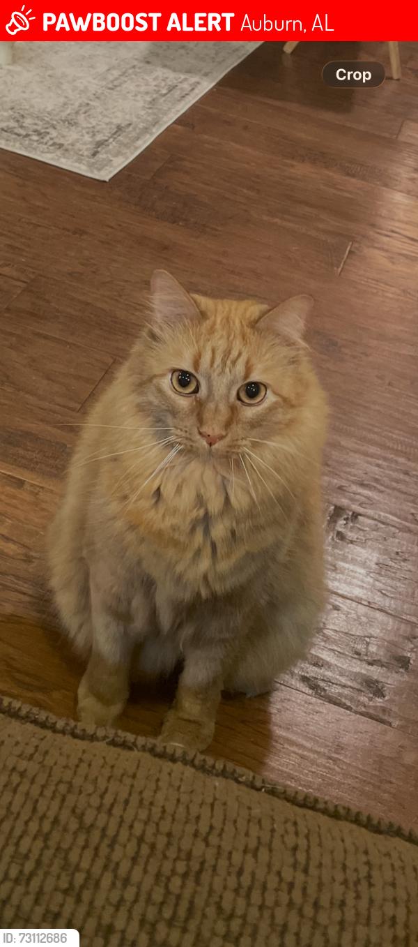 Lost Male Cat last seen Antler Ridge Dr & Antler Ridge Ct, Auburn, AL 36832