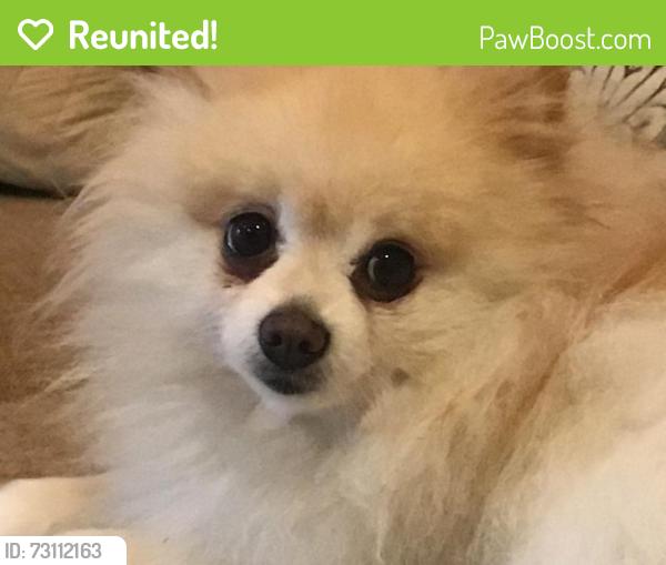 Reunited Male Dog last seen Beechnut and Chimney Rock, Houston, TX 77096