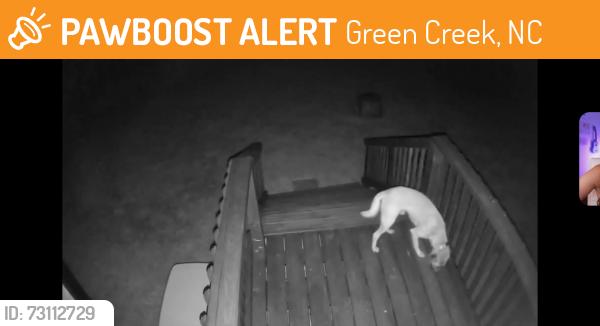 Found/Stray Unknown Dog last seen Peachtree/Poor's Ford Rd, Green Creek, NC 28722
