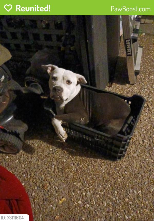 Reunited Male Dog last seen Carter riverside high school, Fort Worth, TX 76111