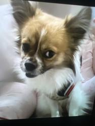 Reunited Male Dog last seen Near tolma av Pittsburgh ,, dormont, Pittsburgh, PA 15216