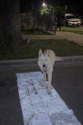 Reunited Unknown Dog last seen 28th Street and Trumbull, Chicago, IL 60623