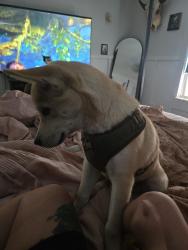 Reunited Male Dog last seen 10th and parker, Indianapolis, IN 46202