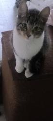 Reunited Male Cat last seen Eliseo Teixeira leite, Jardim Paulistano (Zona Norte), SP 02813-047