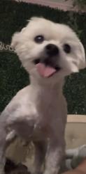 Lost Male Dog last seen San Fernando high, San Fernando, CA 91340