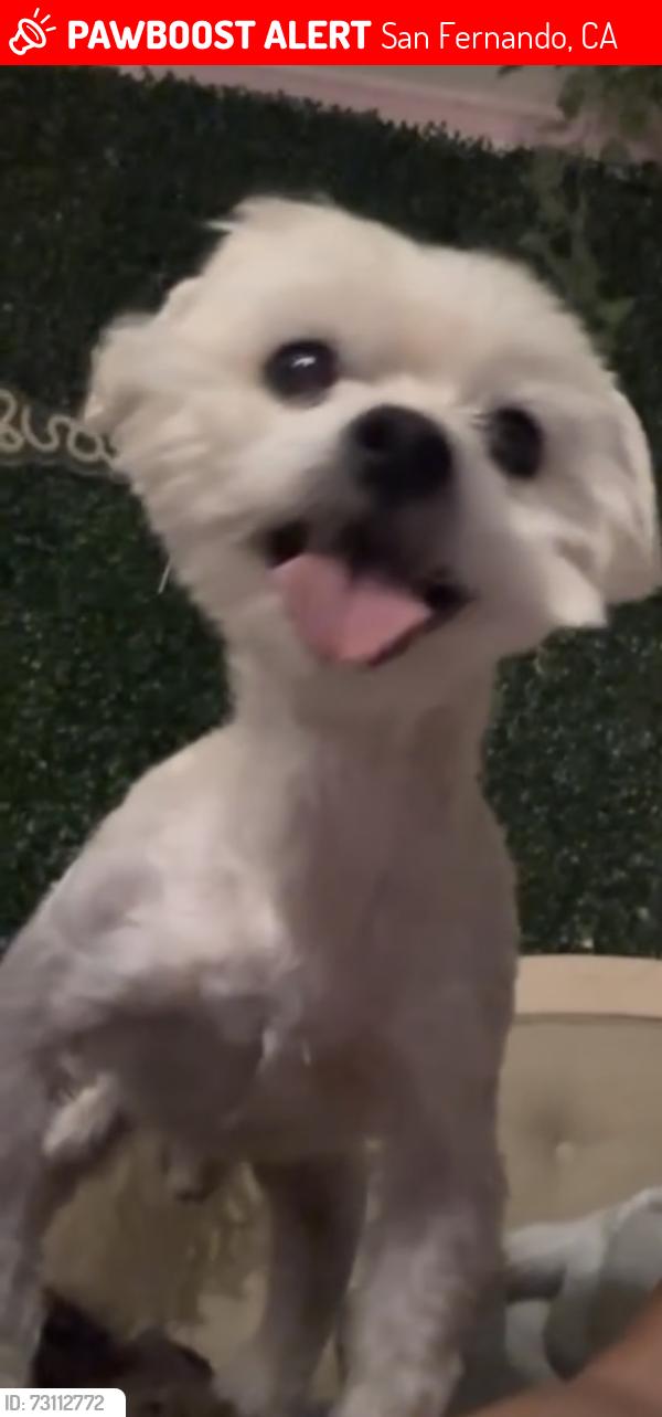 Lost Male Dog last seen San Fernando high, San Fernando, CA 91340
