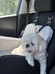 Lost Female Dog last seen Bonner springs, KS, Bonner Springs, KS 66012