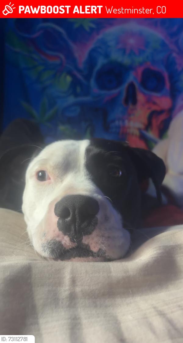 Lost Male Dog last seen Wolff run park, Westminster, CO 80030