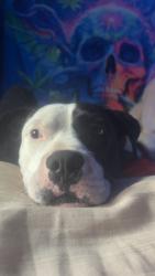 Lost Male Dog last seen Wolff run park, Westminster, CO 80030