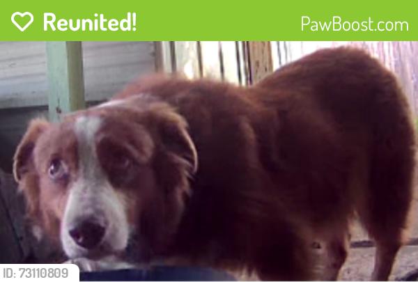 Reunited Unknown Dog last seen Richey St & W Southmore Ave, Pasadena, TX 77502, EE. UU., Pasadena, TX 77502