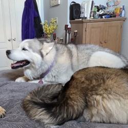 Lost Female Dog last seen Northern Meadows, Rio Rancho, NM 87144