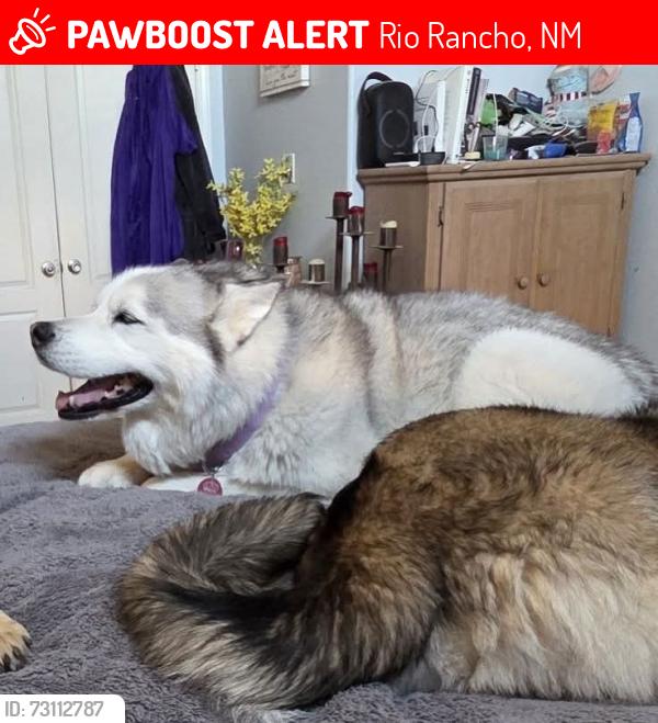Lost Female Dog last seen Northern Meadows, Rio Rancho, NM 87144