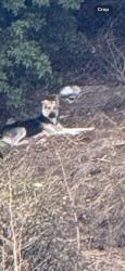 Reunited Unknown Dog last seen Near Mt Alifan Dr, San Diego, CA 92111, USA, San Diego, CA 92111