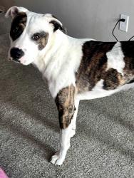 Lost Male Dog last seen Hanover/ Coors, Albuquerque, NM 87121