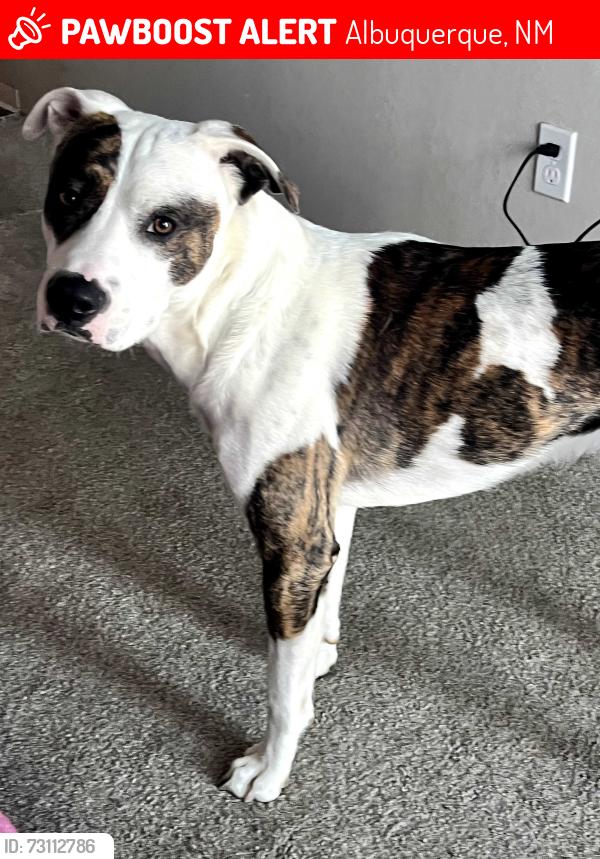 Lost Male Dog last seen Hanover/ Coors, Albuquerque, NM 87121