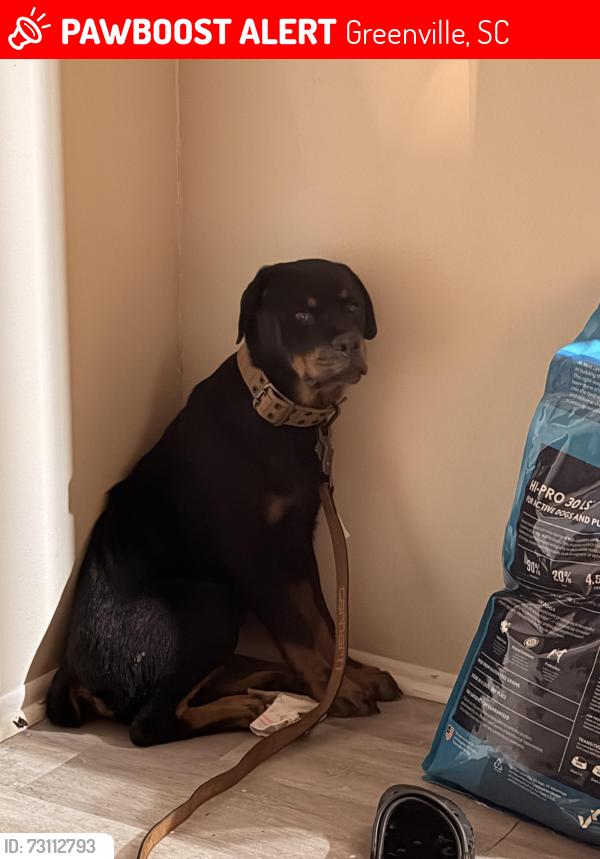 Lost Female Dog last seen Old mcelhaney and Keeler mill rd, Greenville, SC 29617