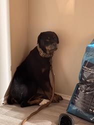 Lost Female Dog last seen Old mcelhaney and Keeler mill rd, Greenville, SC 29617