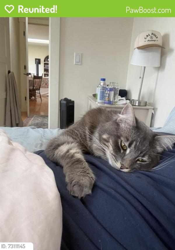 Reunited Male Cat last seen On drakes summit rd, Point Reyes Station, CA 94956