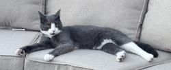 Lost Male Cat last seen 180th and Fenway, Forest Lake, MN 55025