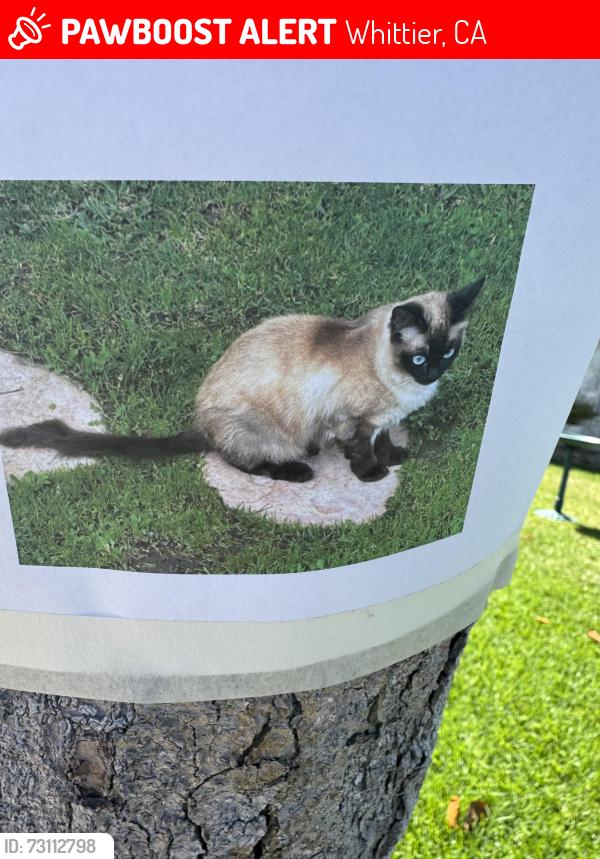 Lost Unknown Cat last seen Liberty Community Plaza, Whittier, CA 90604