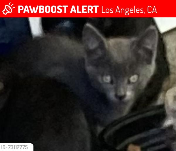 Lost Unknown Cat last seen Saticoy and Lindley, Los Angeles, CA 91335