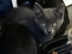 Lost Unknown Cat last seen Saticoy and Lindley, Los Angeles, CA 91335