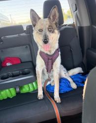Found/Stray Female Dog last seen Lomas/San Pedro, Albuquerque, NM 87110